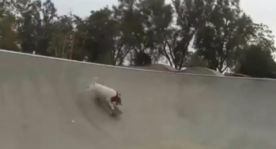 مهارات الكلب في التزلج